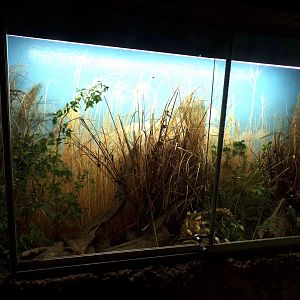 Harvest mouse enclosure 13.7.25