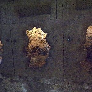 European otter indoors 13.7.25