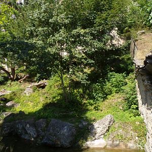 European brown bear and corsac fox enclosure 13.7.25