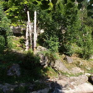 European brown bear and corsac fox enclosure 13.7.25
