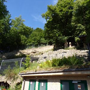 Alpine ibex enclosure 13.7.25