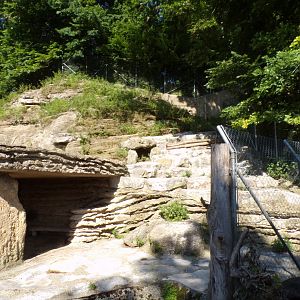 Alpine ibex enclosure 13.7.25