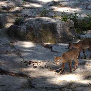 Alpine ibex young 13.7.25