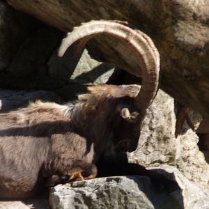 Alpine ibex 13.7.25