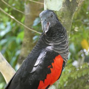 Pesquet's parrot