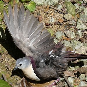 Sunbathing Santa Cruz ground dove