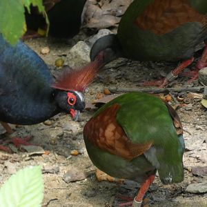 Crested wood partridges