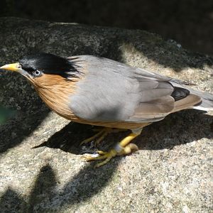Brahminy starling