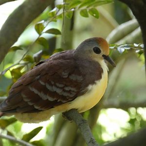 Cinnamon ground dove