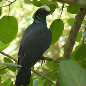 White-crowned pigeon