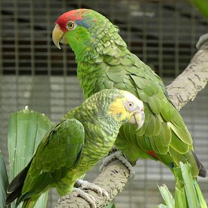 Yellow-faced and red-crowned amazon