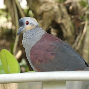 Crested Quail-Dove