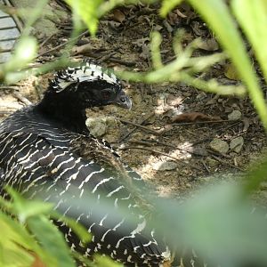 Bare-faced curassow