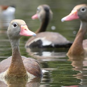 Black-bellied whistling ducks