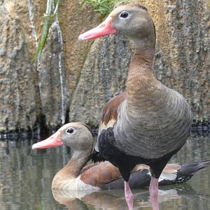 Black-bellied whistling ducks