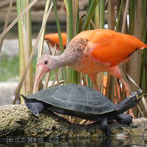 Scarlet ibis and yellow-spotted Amazon river turtle