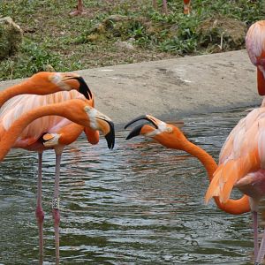 Caribbean flamingos