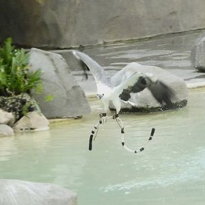 White-bellied sea eagle