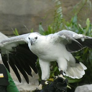 White-bellied sea eagle