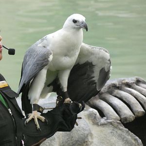 White-bellied sea eagle