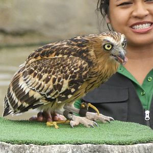 Buffy Fish Owl