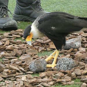 Crested caracara