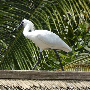 Black-faced Spoonbill