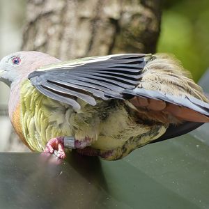 Sunbathing pink-necked green pigeon