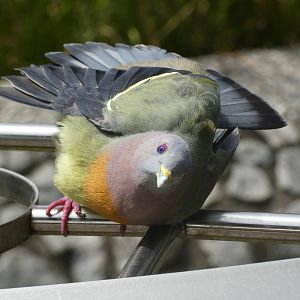 Sunbathing pink-necked green pigeon
