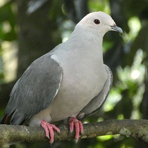 Pink-headed Imperial Pigeon