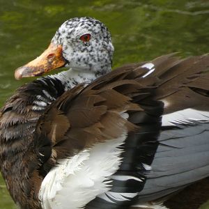 White-winged wood duck
