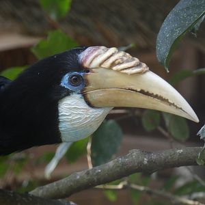 Papuan hornbill
