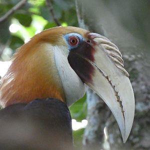 Papuan hornbill