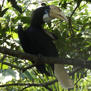 Papuan hornbill