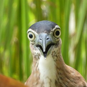 Shocked rufous night heron