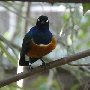 Superb starling