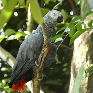 African gray parrot
