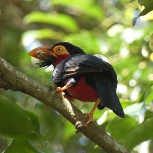 Bearded barbet