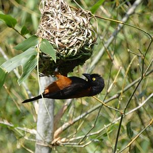 Chestnut-and-black Weaver