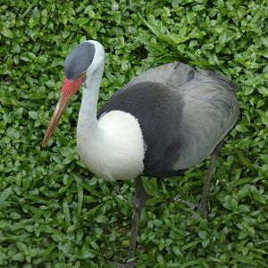 Wattled crane