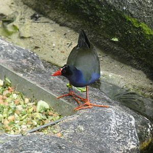 Allen's gallinule