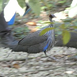 Vulturine guineafowl