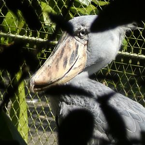 Shoebill