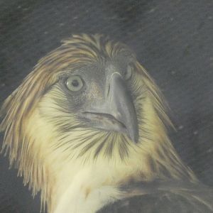 Philippine eagle