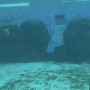 7/30/25 - Current state of the Dolphin Pool
