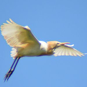 Cattle egret.