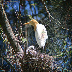Cattle egret with chick in nest.