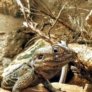 Starred agama 290725