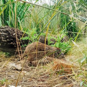 Long-nosed potoroo 290725