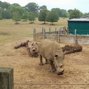 Southern white rhino 290725